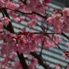 Meine Reise nach Japan